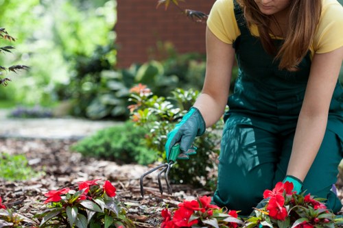 Drainage and watering issues in a Brockley garden lawn