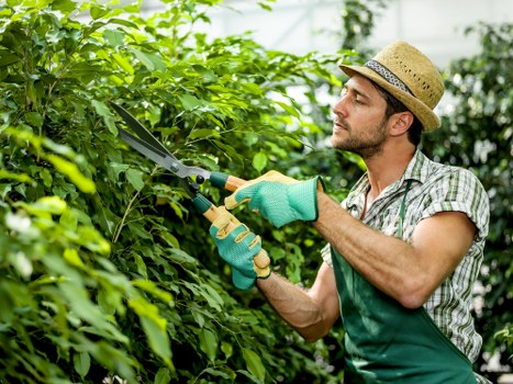 Close-up of precise hedge trimming work in a Brockley garden