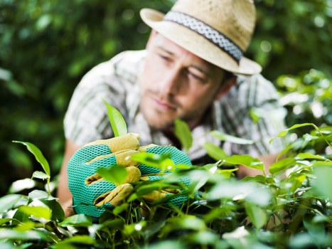 Brockley garden maintenance with seasonal planting and lawn care
