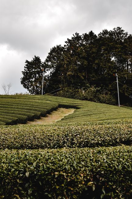 A cultivated hillside in a public garden showing neatly trimmed rows of tea bushes with dense, dark green foliage. The bushes are arranged in curved, terraced lines across the slope, divided by narrow