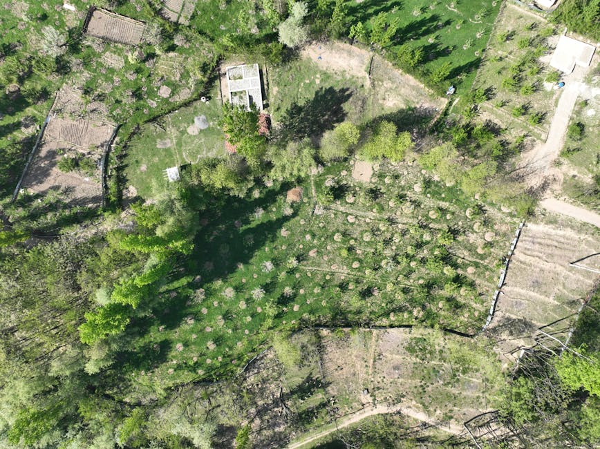 A cultivated hillside in a public garden showing neatly trimmed rows of tea bushes with dense, dark green foliage. The bushes are arranged in curved, terraced lines across the slope, divided by narrow