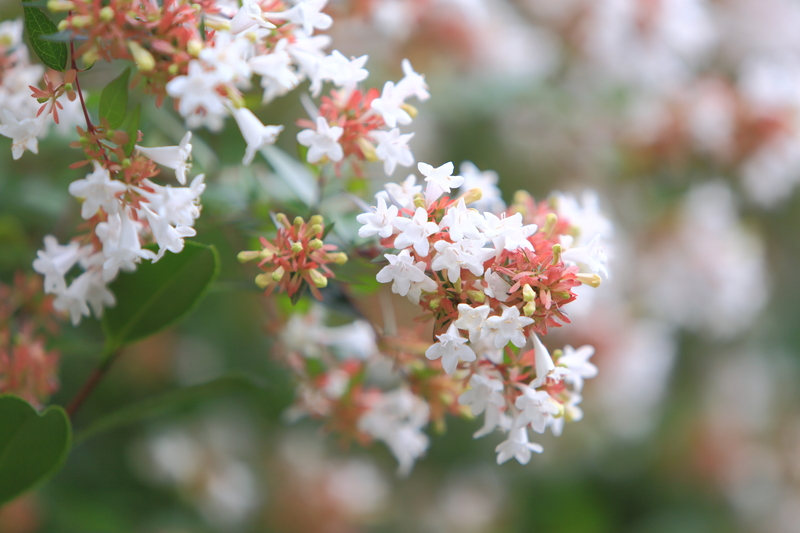 flower borders irrigation system