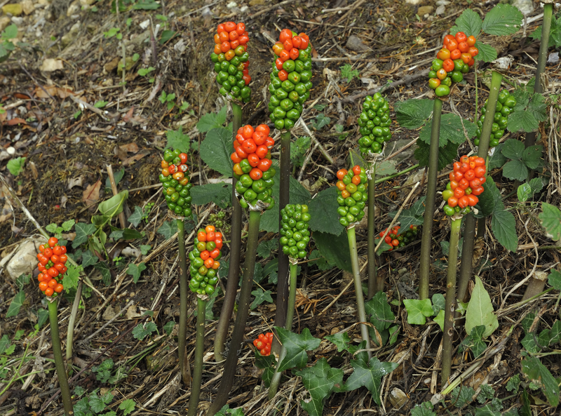 flower borders irrigation system